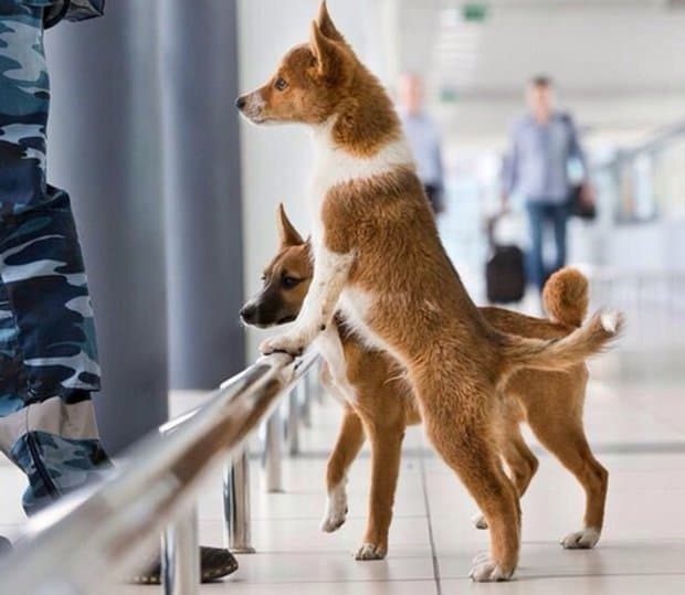 В России вывели новую породу собак