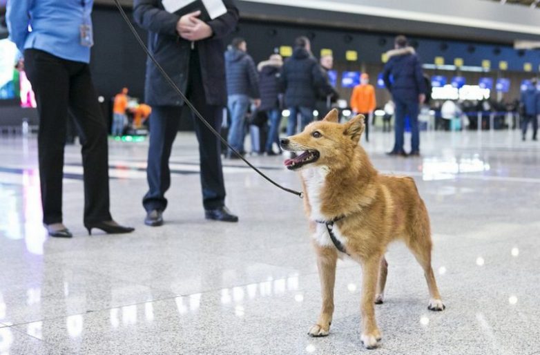 В России вывели новую породу собак