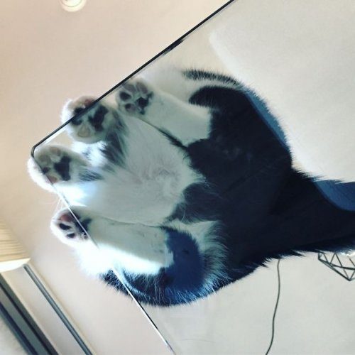 Кошки на стеклянном столе
