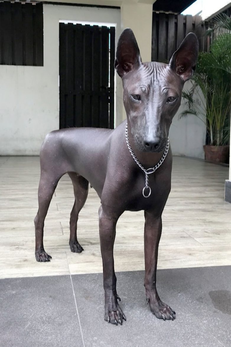 Собака, которая очень похожа на статую