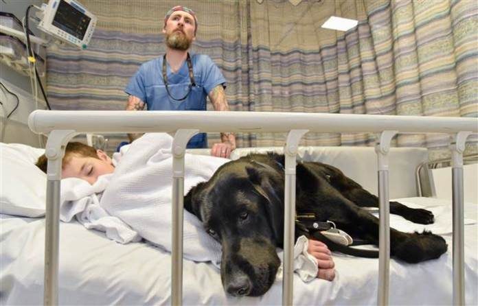 Пёс-помощник, который не оставил своего подопечного и на больничной койке