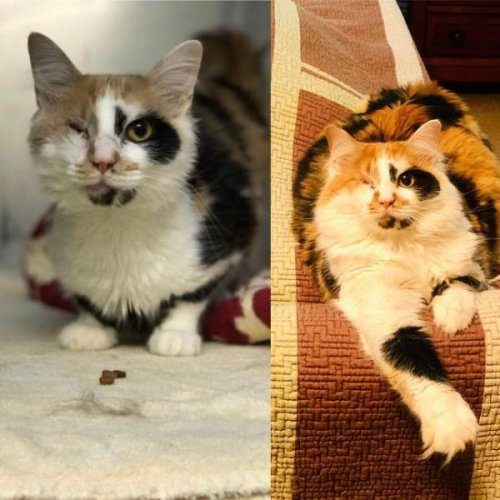 Животные до и после того, как обрели новый дом