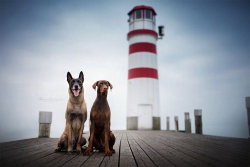Фотографии собак о Рии Пуцкер