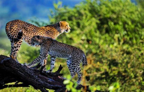 Невероятные фотографии диких животных