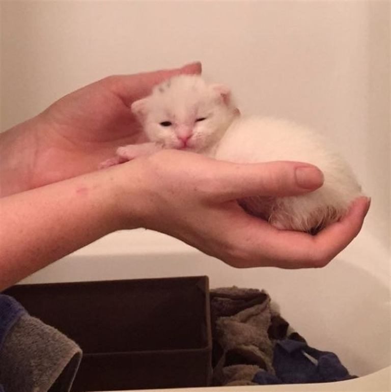 История про белоснежного котёнка