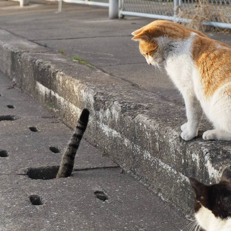 Жизнь бродячих японских котиков