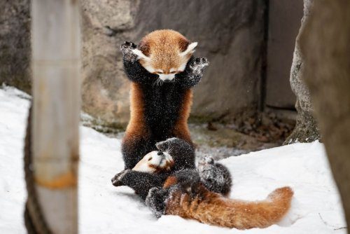 Как дерутся детёныши красной панды