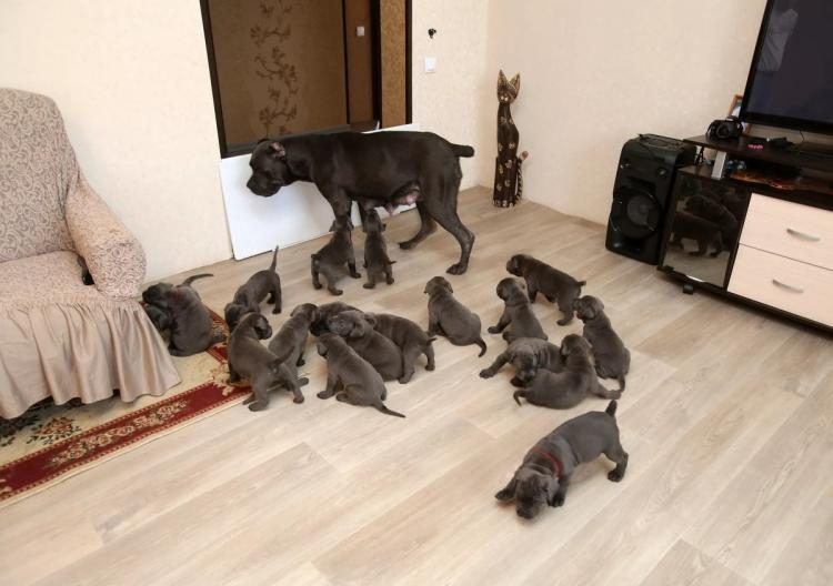 Мать-героиня родила 19 щенков