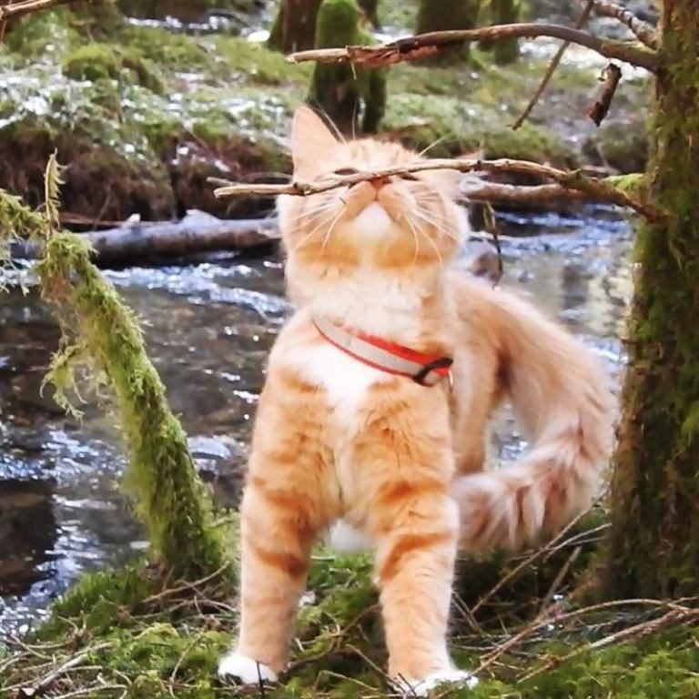 Кот, который просто обожает гулять с людьми по дикой природе