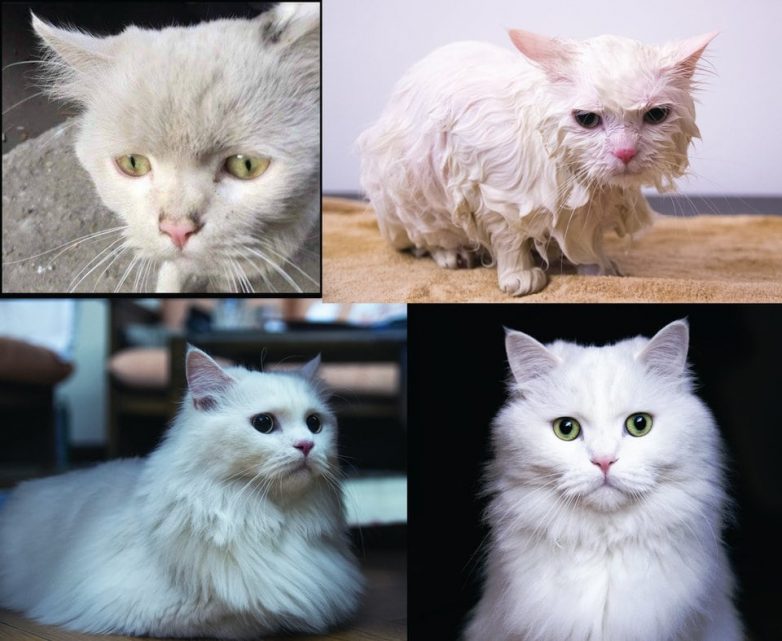 Фотографии животных до и после того, как они нашли любящих хозяев