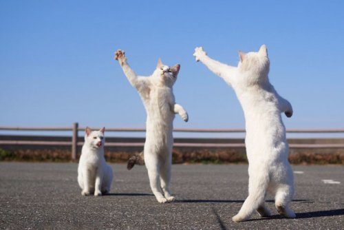 Танцующие котики