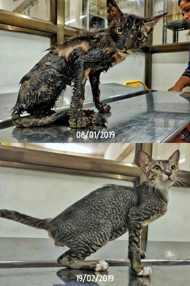 Животные до и после того, как им подарили дом