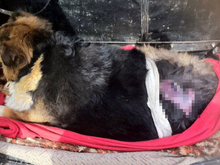 Бездомный пес спас из огня 8 человек