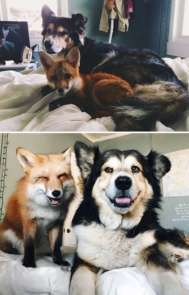Животные, которые выросли вместе