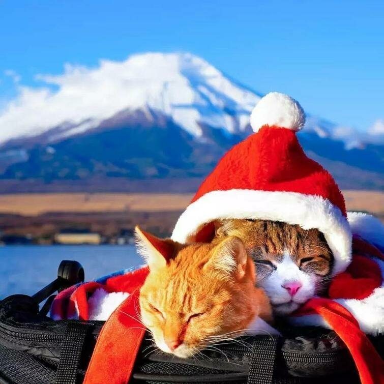 Кошки, которые путешествуют вместе со своим хозяином
