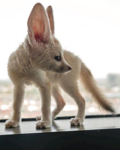 Большеухая лисица Соммер, Instagram-звезда из Бангкока