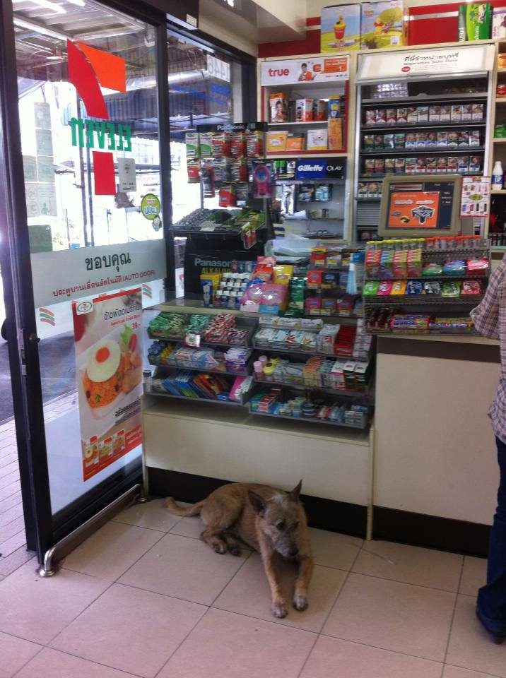 В Таиланде не закрывают двери магазинов, чтобы помочь пёсикам и котикам