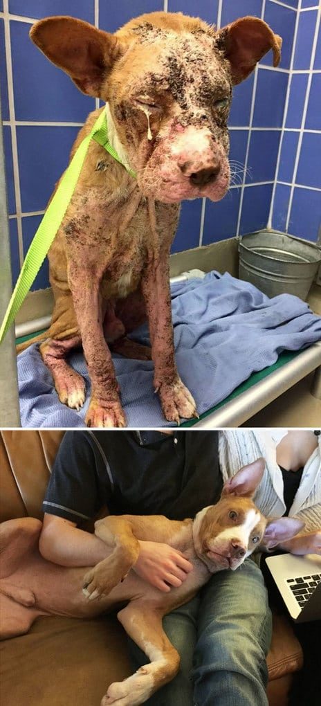 Невероятные фотографии собак до и после спасения