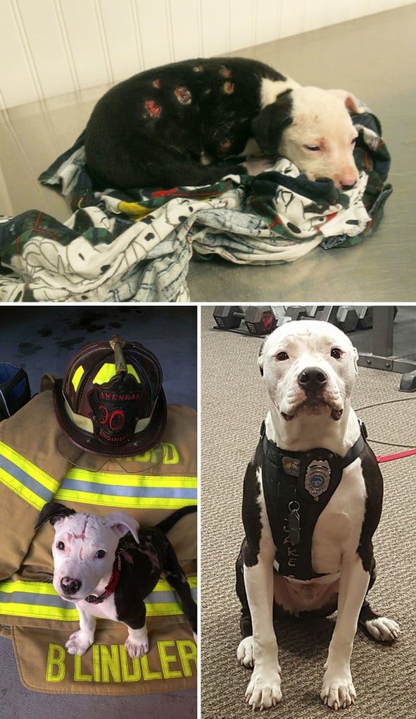 Невероятные фотографии собак до и после спасения