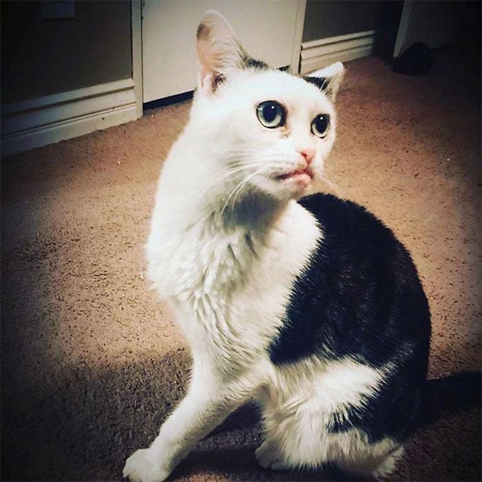 Кошка, которая выглядит как Стив Бушеми