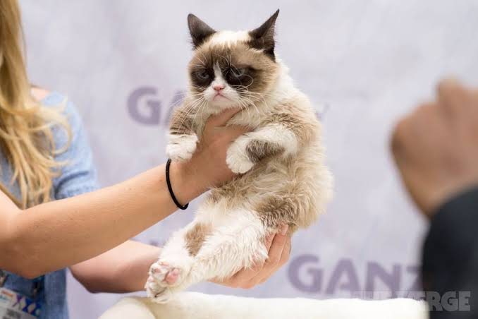 Умерла кошка Грамп, которую любили миллионы