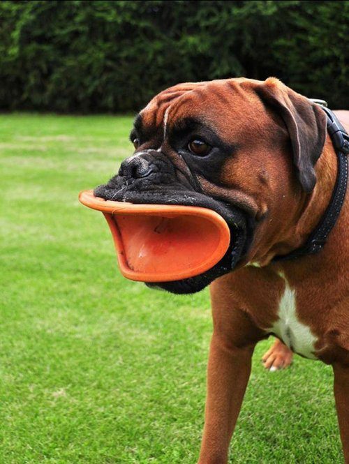 Смешные собаки с дисками в зубах