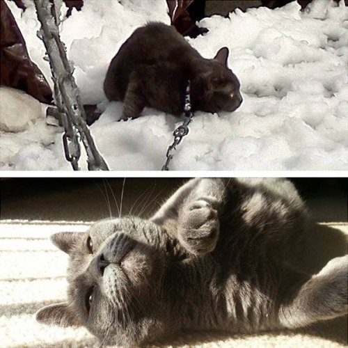 Животные до и после того, как обрели дом и любящих хозяев