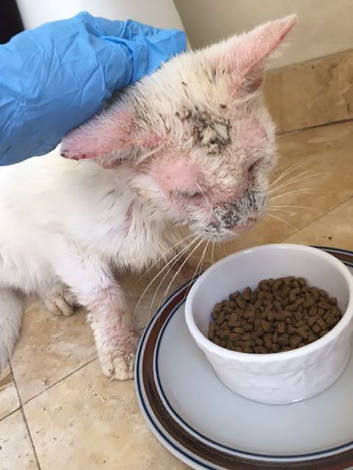 Бездомный котёнок впервые за несколько месяцев смог открыть глаза