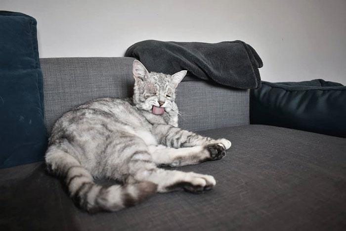 Кот с обвисшей кожей нашёл свой любящий дом