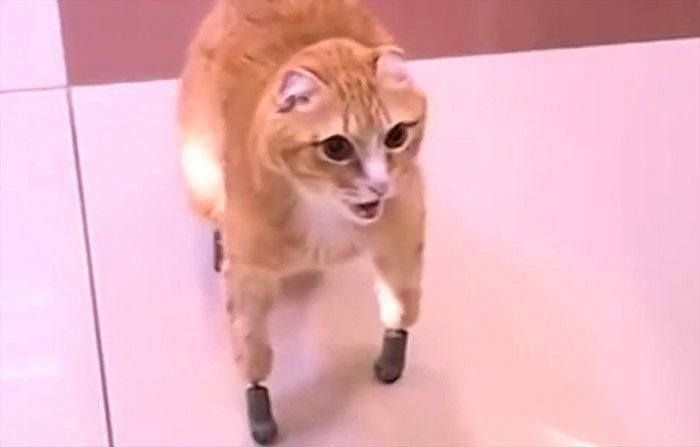 Кот Рыжик, отморозивший лапы, получил протезы и теперь может ходить