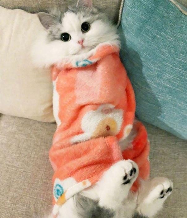 Котики в одеяле