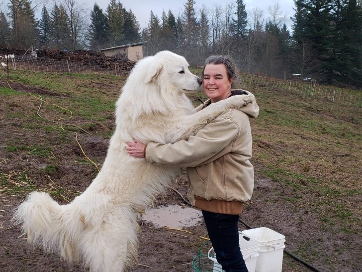 Люди, которые хотели собаку, а получили гиганта размером с лошадь