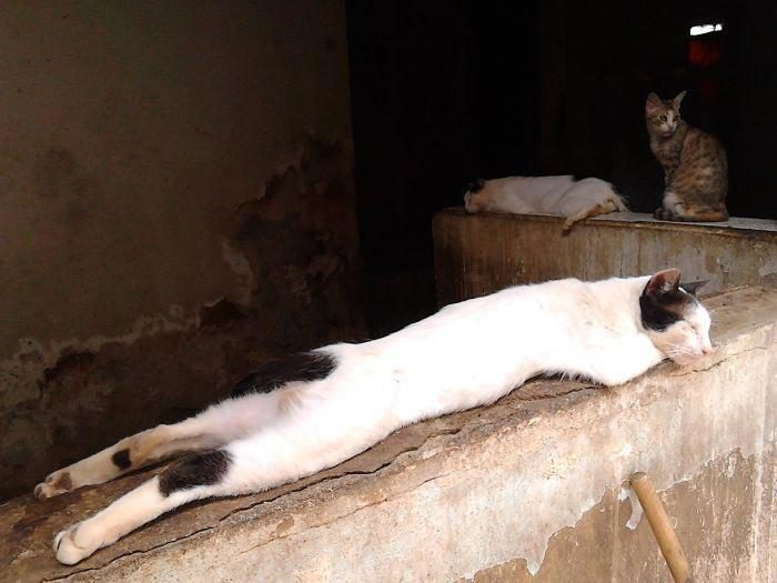 Эта семья не бежит из Венесуэлы, а создаёт приют для брошенных кошек