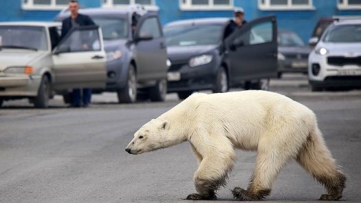 Медведица преодолела более 500 км в поисках корма