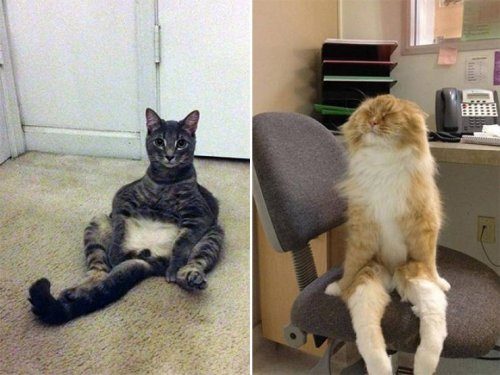 Кошки уже почти научились сидеть по-человечьи