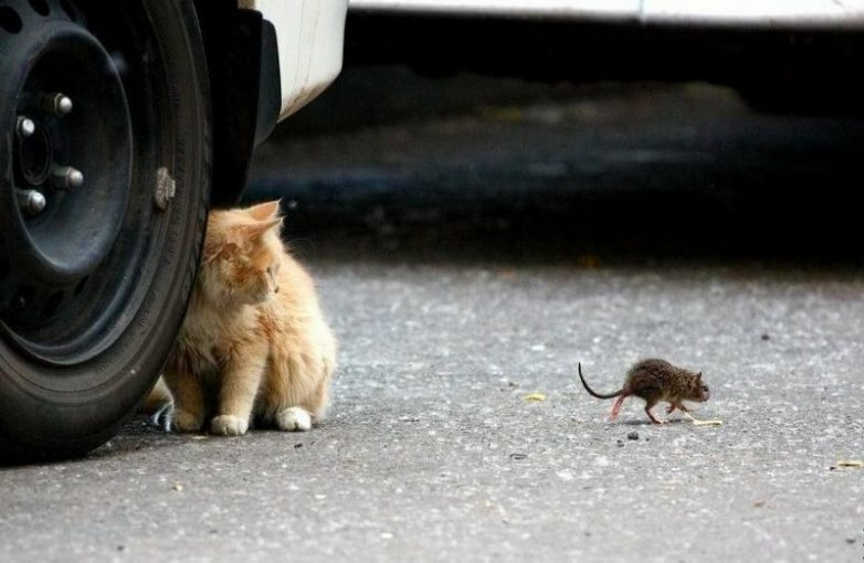 Кошки-мышки