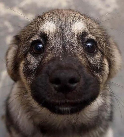 Очаровательные щенки, которые вызовут улыбку и подарят позитив