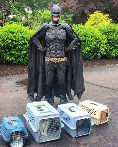 Бэтмен — герой, спасающий приютских животных от эвтаназии