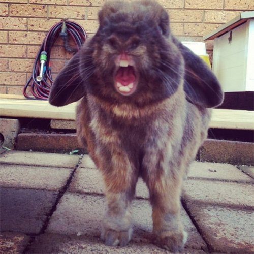 Очаровательные зевающие кролики