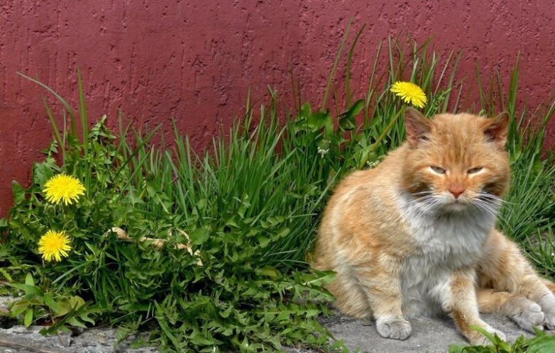 Удивительная красота уличных котов