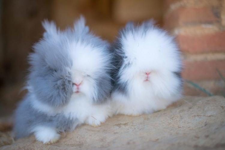 Кролики с невероятно пушистыми ушами