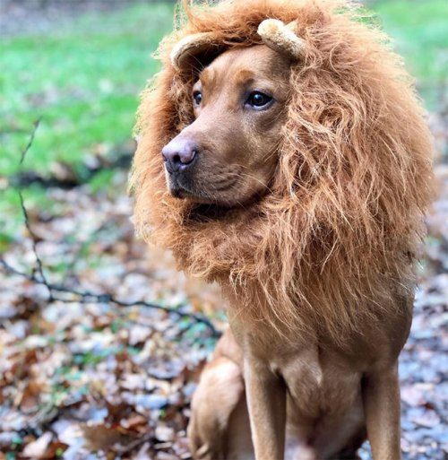 Когда очень хочется побыть львом
