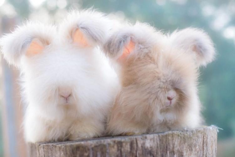 Кролики с невероятно пушистыми ушами