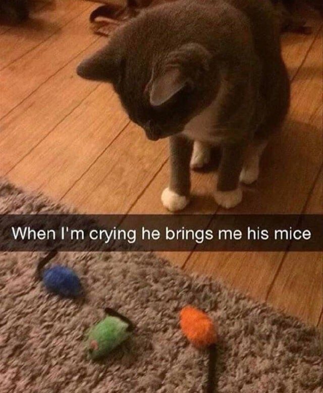 Истории котов, которые способны растрогать до слёз