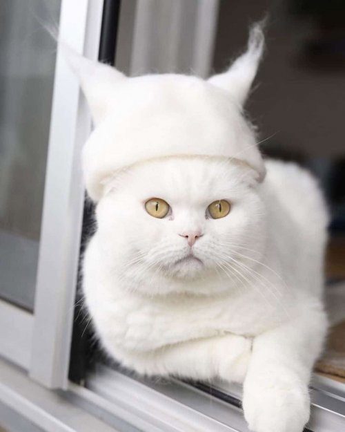 Кошки, у которых есть целая коллекция шляпок и шапок, сделанных из их собственной вычесанной шерсти