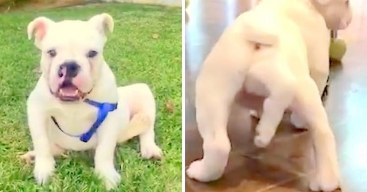 История щенка, который родился с лишней лапкой