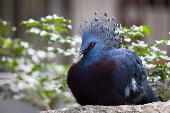 Самый красивый голубь в мире