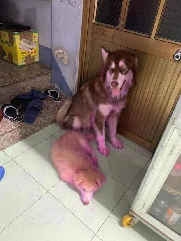 Два пёсика нашли в доме питахайю