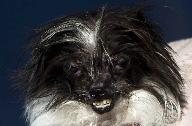 Победители конкурса «Самая уродливая собака в мире»