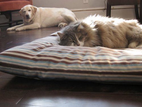 Собачьи лежаки созданы для кошек